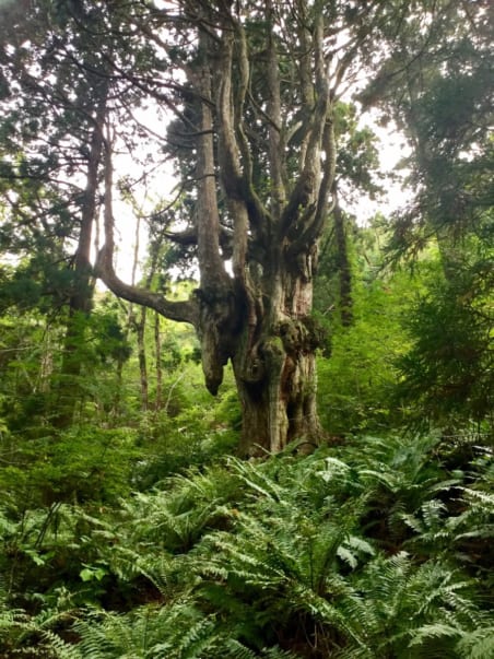 Chichi-Sugi old Japanese cedar