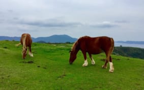 horses grazing on Nishinoshima Island