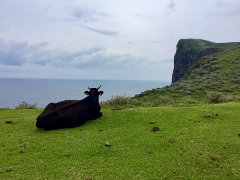 black-haired cow lying on the grass, looking to the ocean