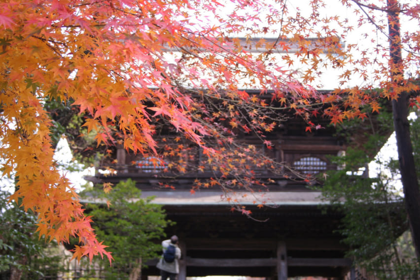 Enkakuji temple gate with maple leaves