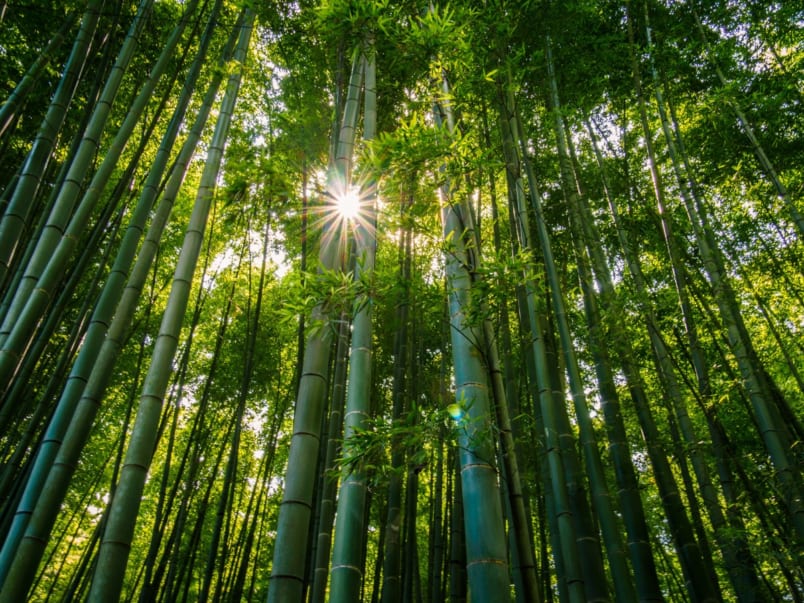 Peeking Sun through bamboo grove of Hokokuji Temple