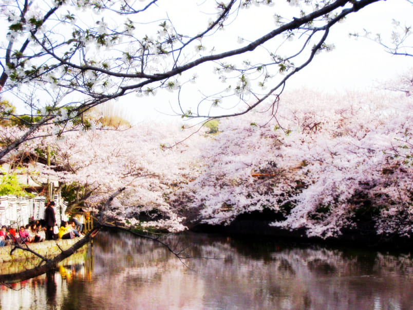 Sakura at Tsurugaoka Hachimangu Kamakura