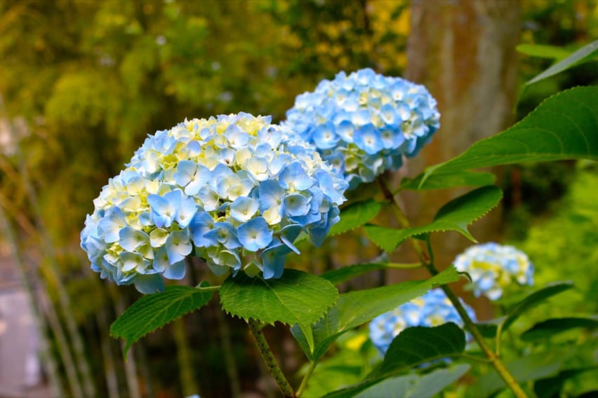 blue and white hydrangea flowers at Hasedera Kamakura