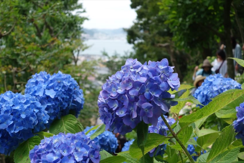 blue-indigo hydrangea flowers at Hasedera in Kamakura