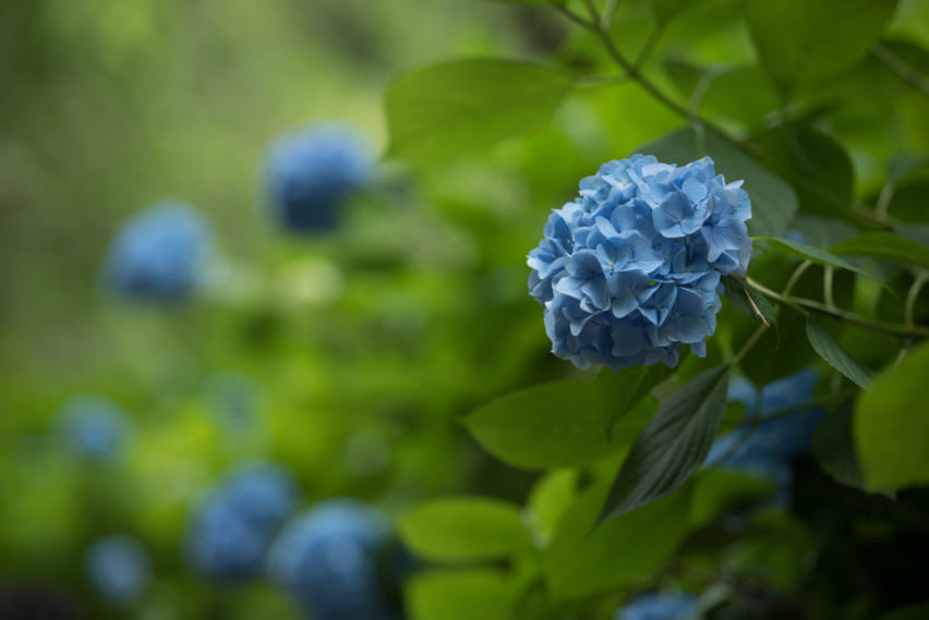 blue ajisai blossoms