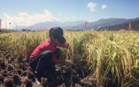 Niigata Rice Harvest