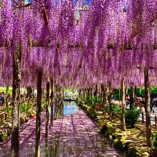Pink wisteria hanging over the water