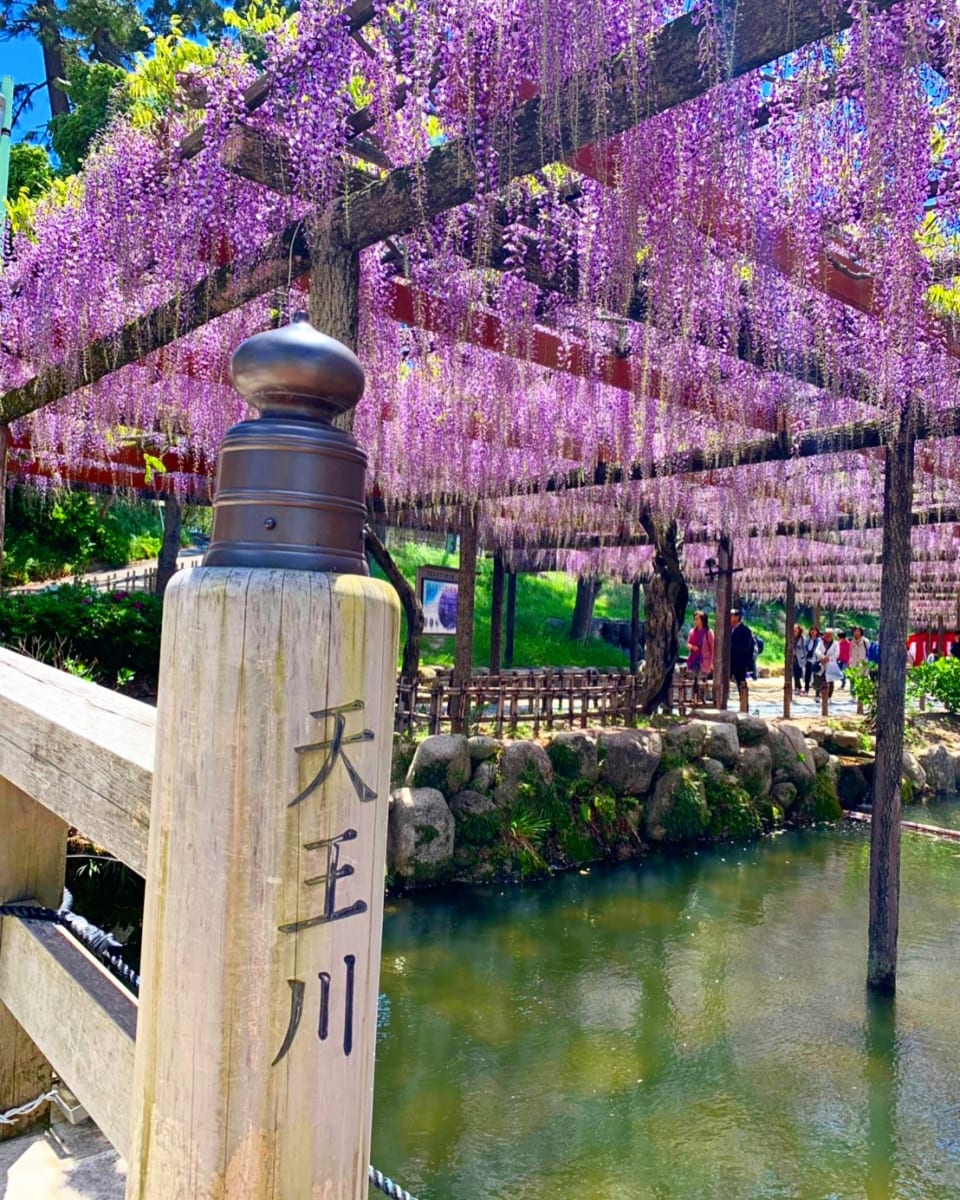 Foot bridge and pink wisteria hanging over the water