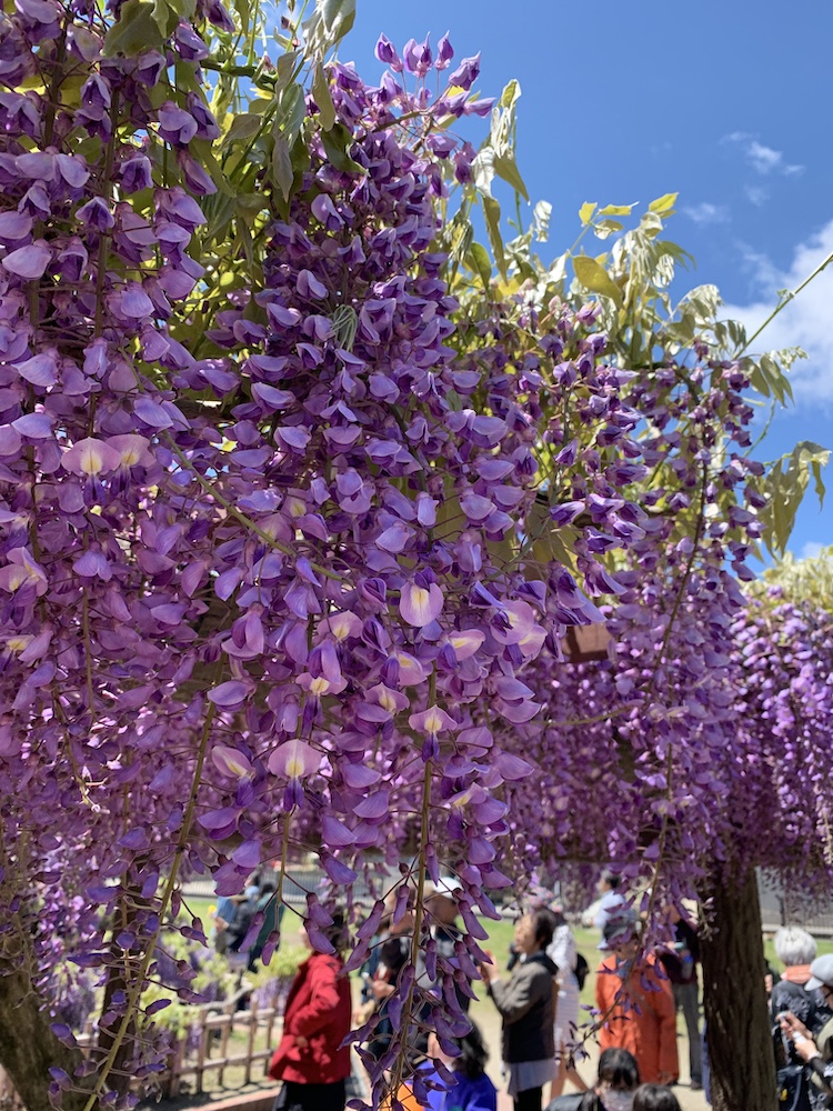 Close-up of wisteria flowers against the blue sky