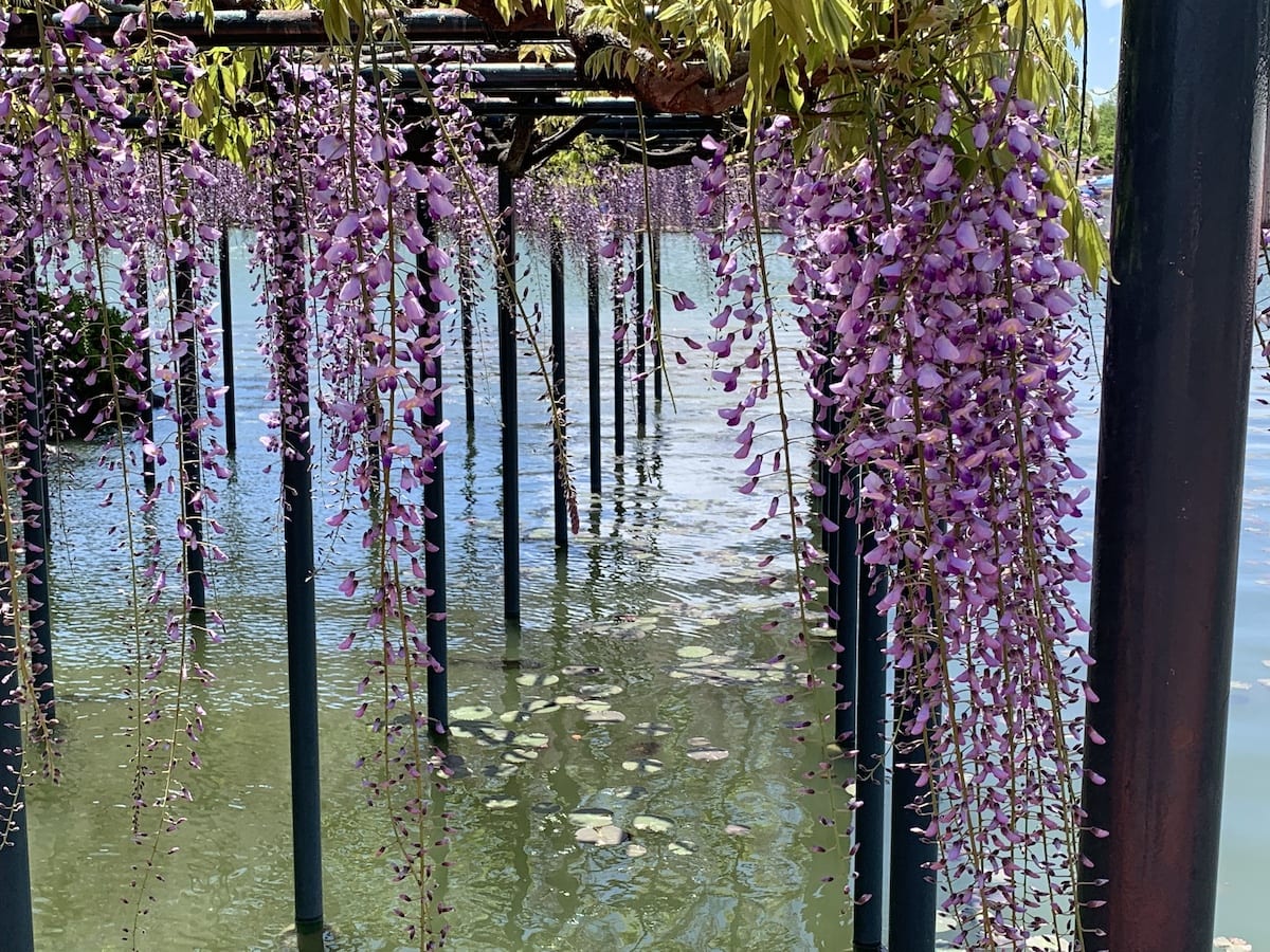 Wisteria hanging over the water