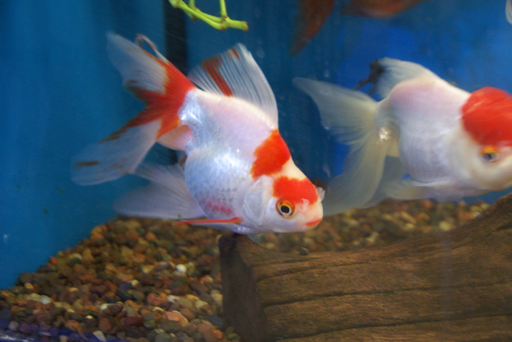 Silve and red goldfish