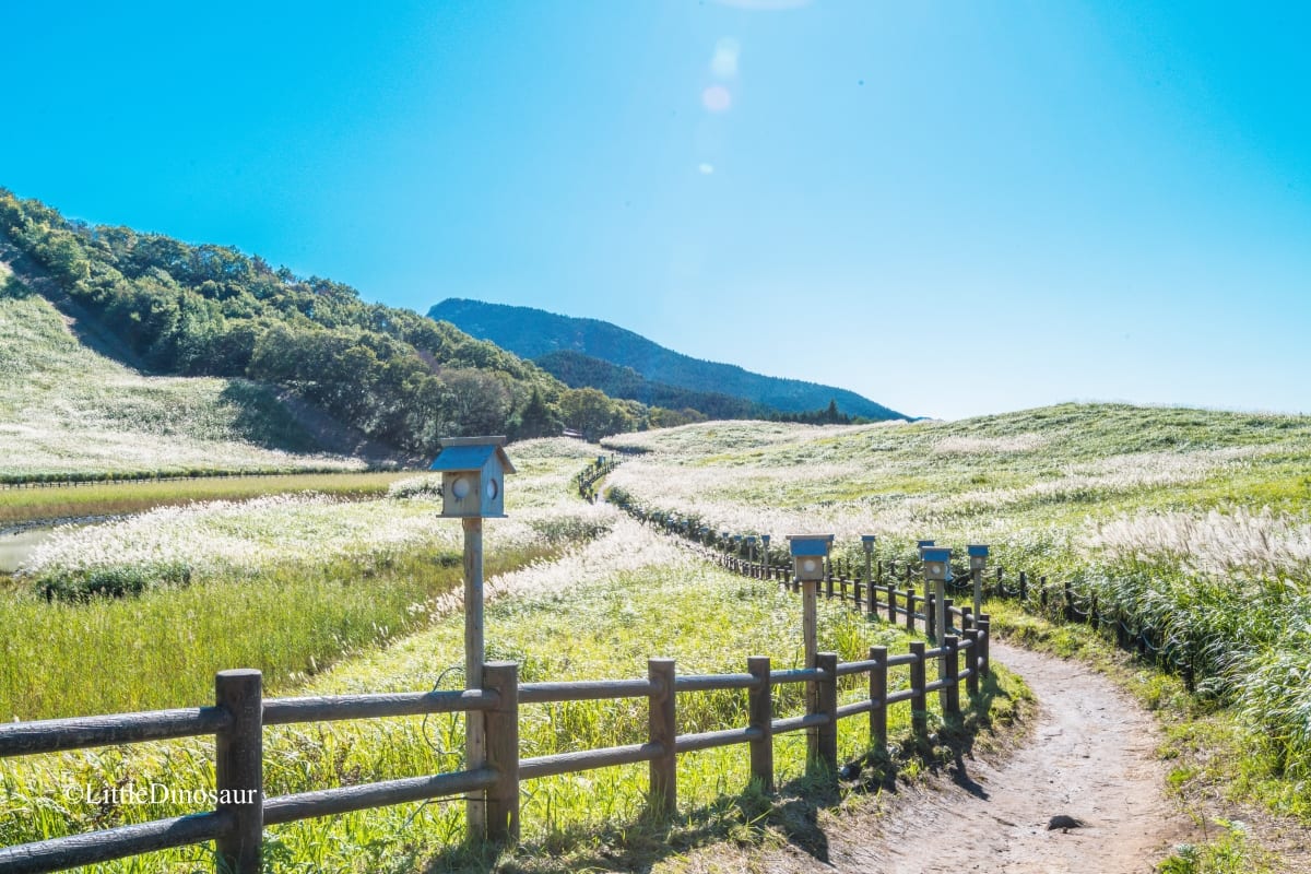 A meadow shining silver at noontime