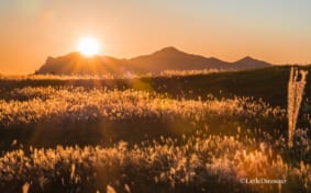 The setting sun giving the pampas grass a golden glow