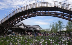 A foot bridge curving over a garden full of irises