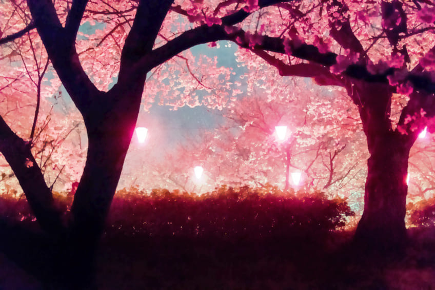 Cherry blossoms lit up at night and hanging paper lanterns
