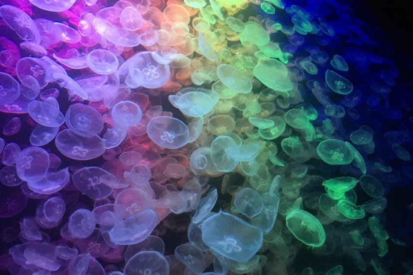 The Kamo Aquarium in Tsuruoka