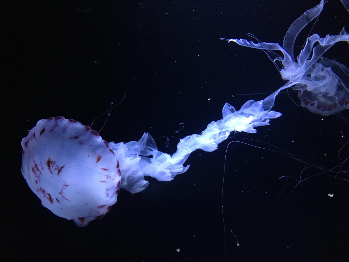 The Kamo Aquarium in Tsuruoka