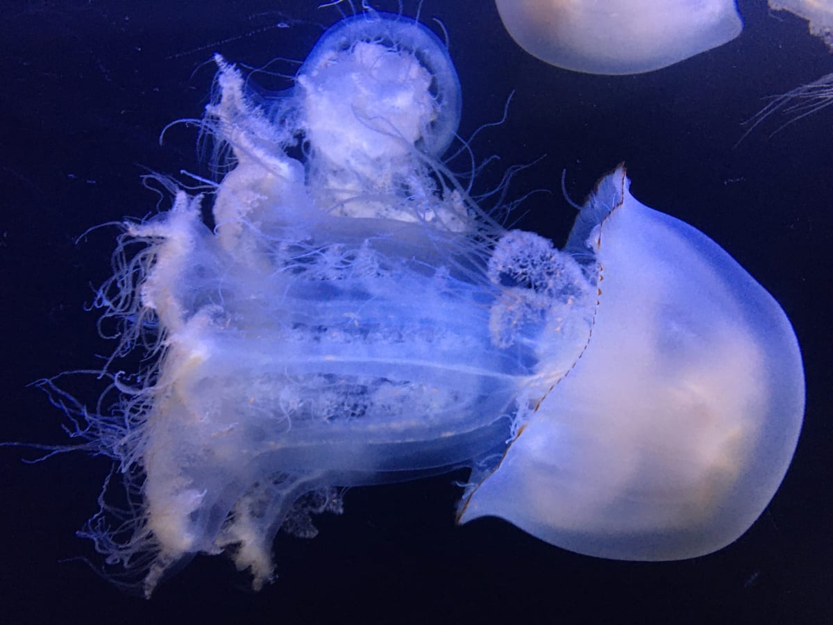 Lions Mane species at the aquarium