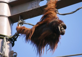 "Asahiyama Zoo"　Zoo in the northernmost in Japan, there are the wild aspects here you can feel through the senses