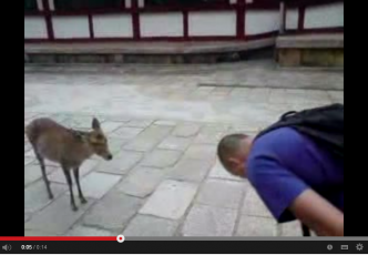 Do Deer in Nara Park Really Bow?!
