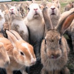 Paradise of Rabbits in Hiroshima!? – “Okunoshima” a small island located in Seto Inland Sea- 