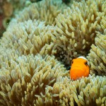 A travel around Yaeyama Islands, Okinawa! (Part 2)