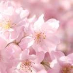 An Introduction to Hanami