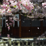 Anticipating Hanami in Fukuoka!