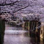 Beautiful Cherry Blossoms Along Meguro River