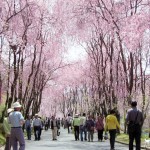 Cherry Blossom Festival 2015 - Featuring 250 Weeping Cherry Trees!