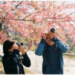 How to Choose the Best Sakura Spots for Photography
