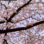 Happy Hanami Days Are Here Again!