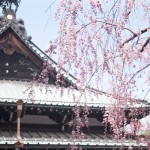 Neko-Atsume Shrine: Goutokuji