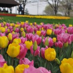 3 Best Flower Fields to Visit in Spring