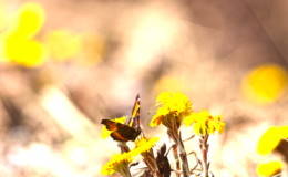 Magic Moments: My Personal Top 5 Moments in Japan