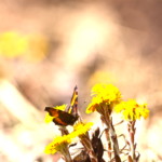 Magic Moments: My Personal Top 5 Moments in Japan