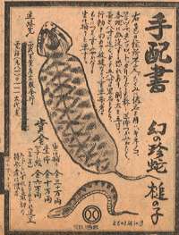 tsuchinoko2