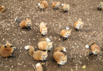 Zao Fox Village: a Paradise for Animal Lovers