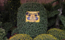 A Flower Power Event: The Bunkyo Chrysanthemum Festival