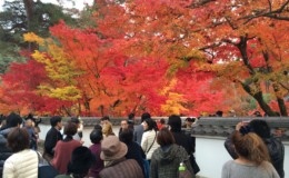 Kyoto’s Northeast Momiji Walk: An Itinerary Through the Extraordinary
