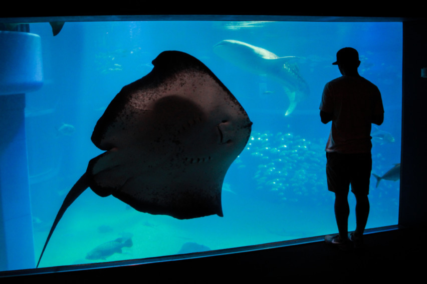 osaka-aquarium