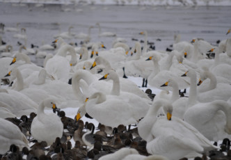 Hyoko Lake in Niigata: Paradise for Migratory Birds