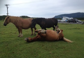 The Wild Horses of Japan