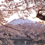 A Pink Wave Approaching: The Yamagata Cherry Blossoms