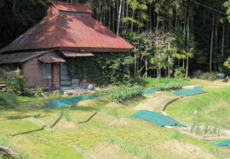 At Home in Rural Japan Pt. 3: The Wonder of Japanese Vegetable Gardens