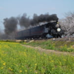 Ride the Moka Line Steam Locomotive in Tochigi