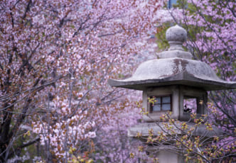 Japan’s Late Bloomers: The Best Places to See Cherry Blossoms in Hokkaido