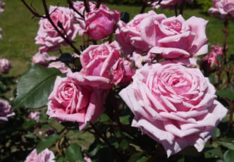 Niigata Rose Festival at Echigo Hillside Park: Life is Indeed a Bed of Roses Here
