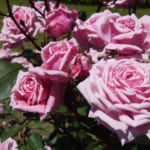 Niigata Rose Festival at Echigo Hillside Park: Life is Indeed a Bed of Roses Here