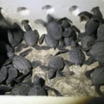 Chichijima (Ogasawara) by Night: Stargazing, the Legendary Green Pepe and Releasing Baby Turtles Into the Sea